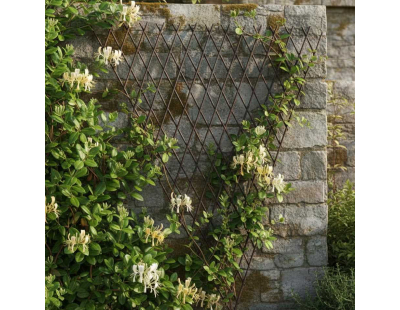 Treilli extensible en bois de saule