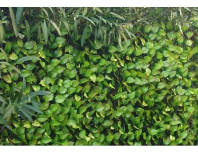 Treillis en bois de saule feuilles de rosier (Lot de 6)