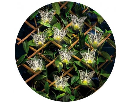 Guirlande led intérieur extérieur papillon (Papillon)