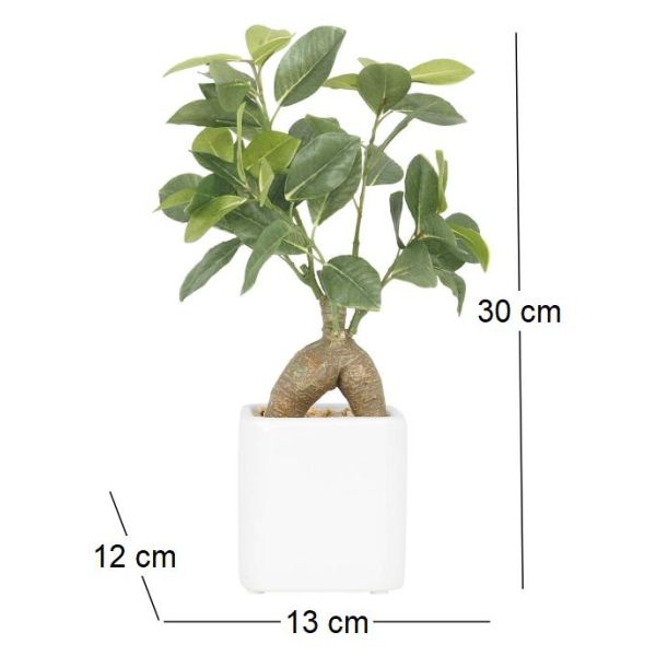 Bonsai ficus elastica pot en céramique 28 cm - 6