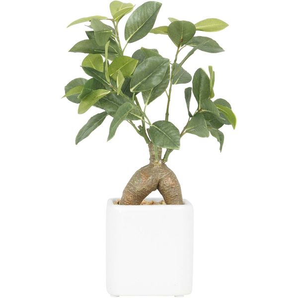 Bonsai ficus elastica pot en céramique 28 cm