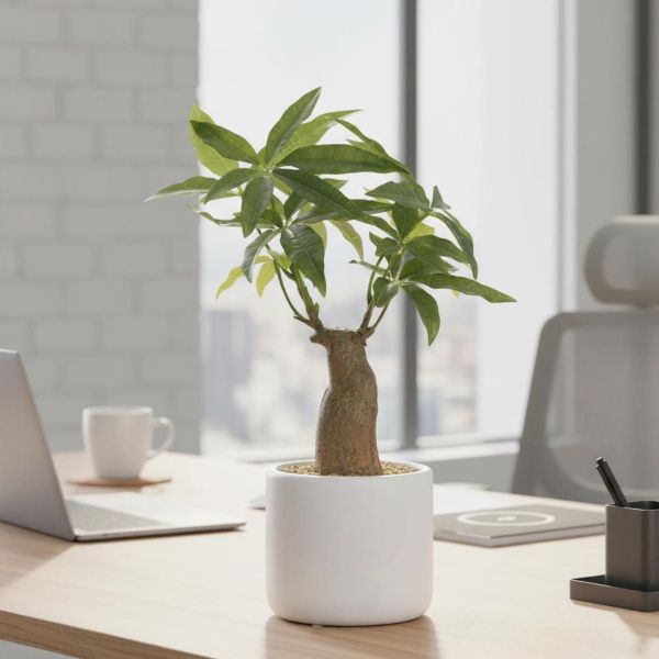 Bonsai pachira pot en céramique 33 cm - LIGNE DECO