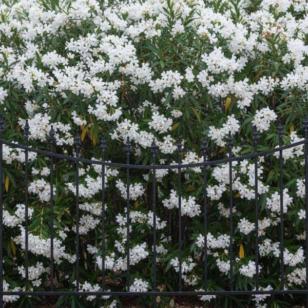 Bordure de jardin  156 x 2.2 x 117 cm - 94,90