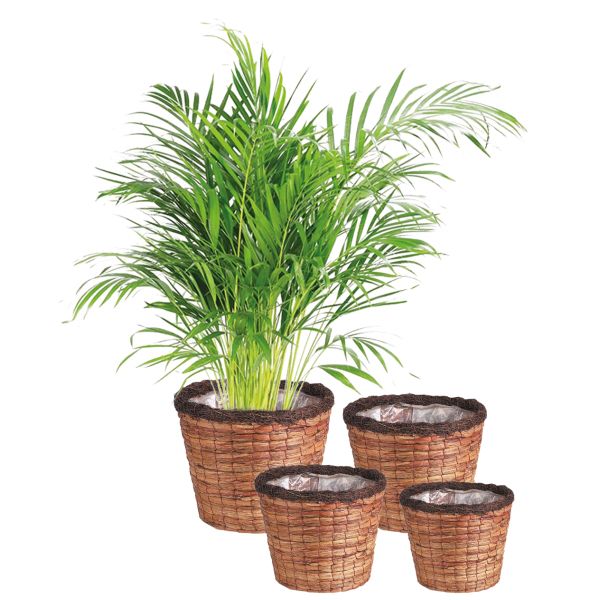 Cache-pots ronds en jacinthe (lot de 4) - AUBRY GASPARD