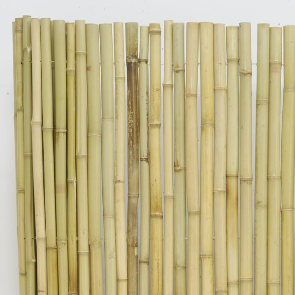 Canisse en bambou - AUB-5577