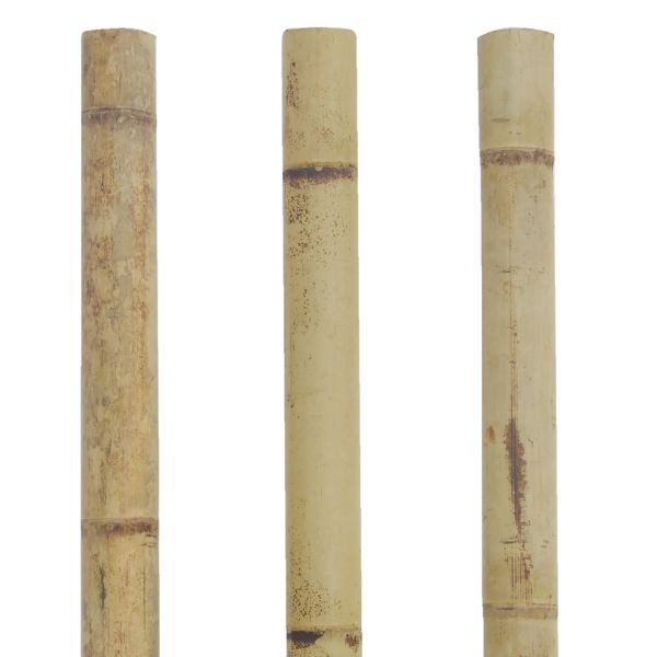 Canne en bambou (à l'unité) - AUBRY GASPARD
