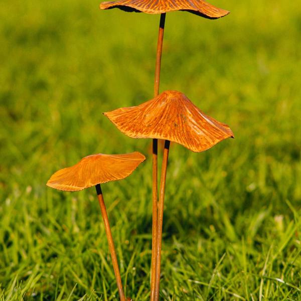 Champignon sur pic en métal rouillé - 7