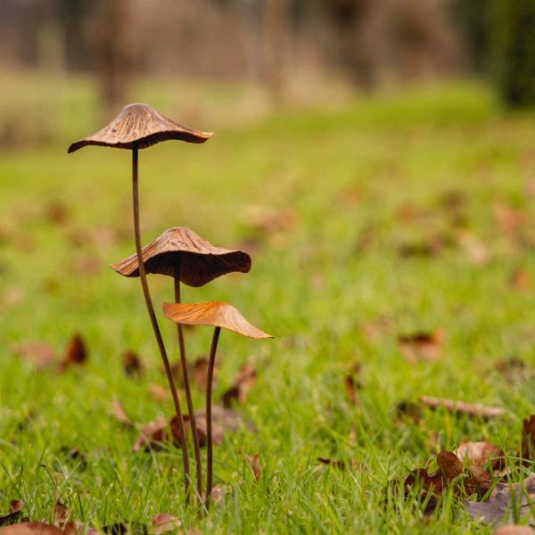Champignon sur pic en métal rouillé - 8
