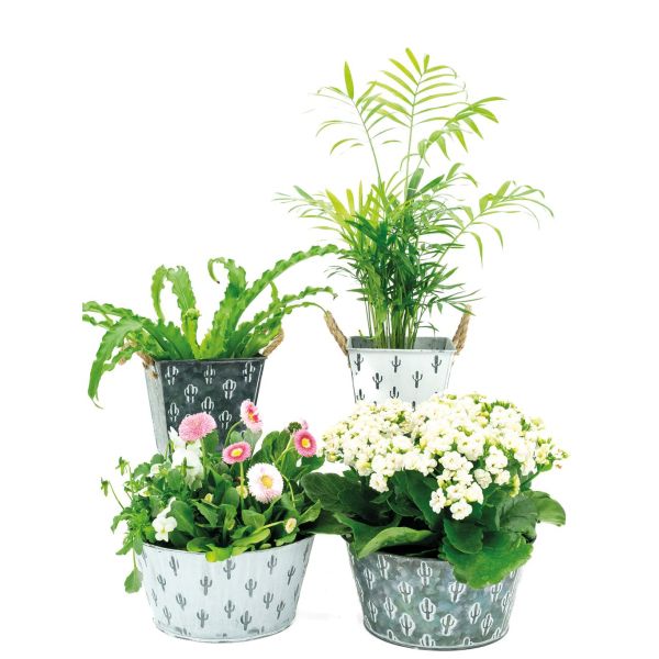Corbeille cactus métal patiné - AUB-7129