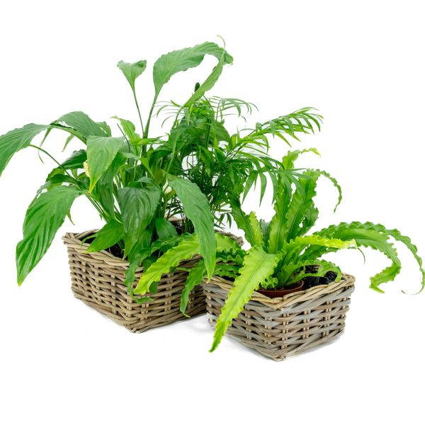 Corbeille carrée en rotin (Lot de 2) - AUB-2643