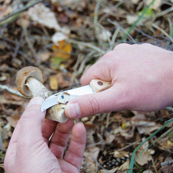 Couteau à champignons en acier inoxydable avec brosse - 6