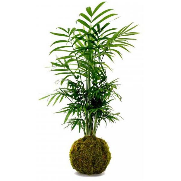 Décoration végétale Kokedama Chamadorea