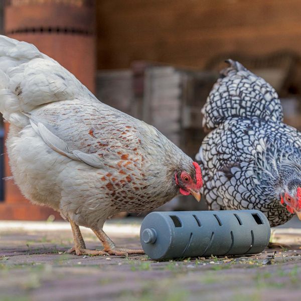 Distributeur roulant à friandises  en plastique recyclé pour poules - GREENLIFE by BIOM Paris