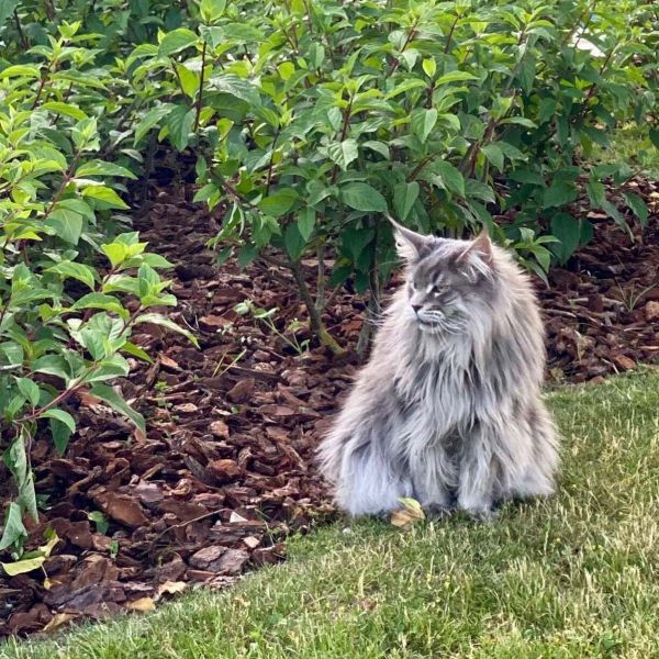 Ecorces de pin maritime 20/40 qualité décor - 5