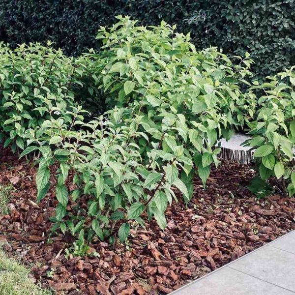 Ecorces de pin maritime 20/40 qualité décor - SECRET VERT