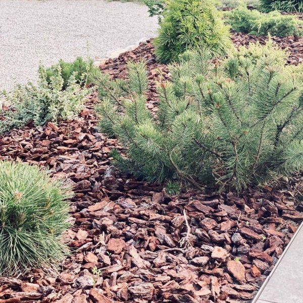 Ecorces de pin maritime 20/40 qualité décor - 849