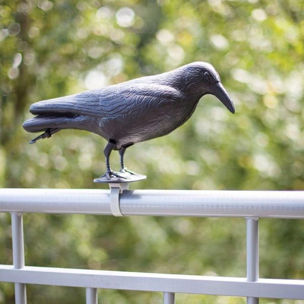 Epouvantail corbeau pour éloigner les pigeons - 5