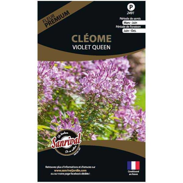 Graines de fleurs premium cléome Spinosa violet Queen