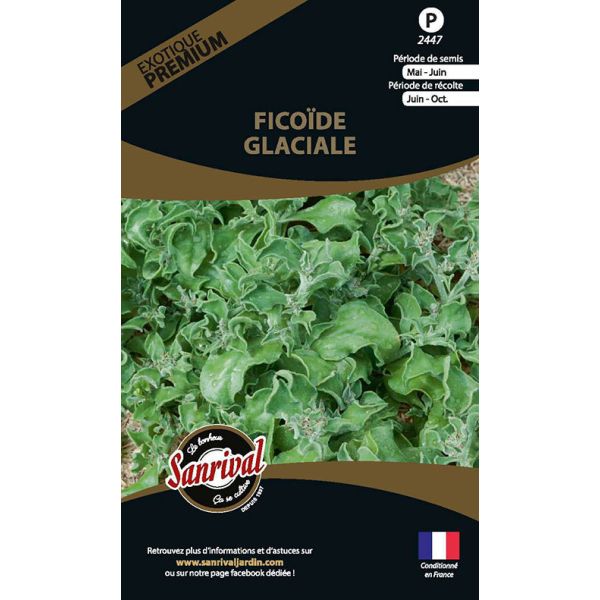 Graines potagères premium Ficoïde glaciale