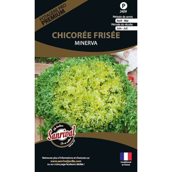 Graines potagères premium chicorée frisée Minerva