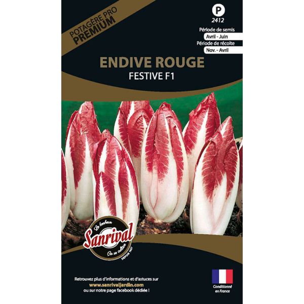 Graines potagères premium endive rouge festive