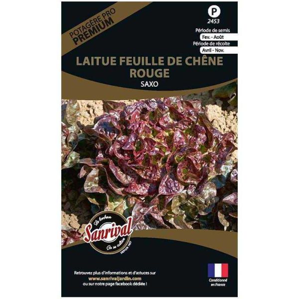 Graines potagères premium laitue