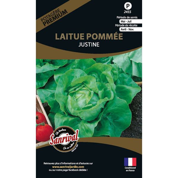 Graines potagères premium laitue