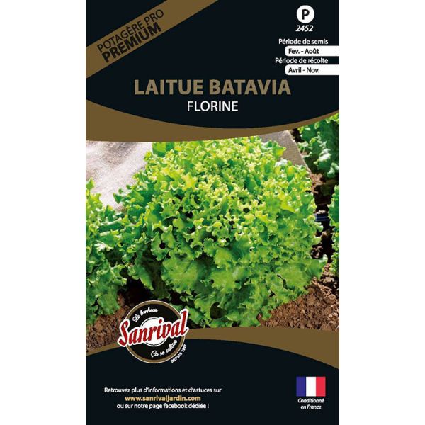 Graines potagères premium laitue
