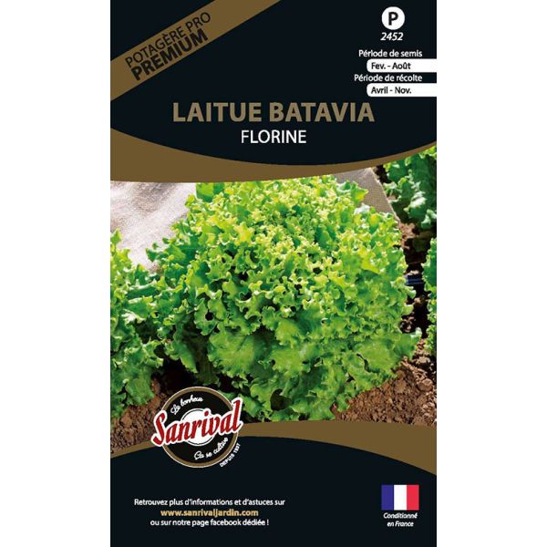 Graines potagères premium laitue