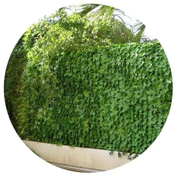 Haie artificielle jeunes feuilles de lierre en rouleau (Lot de 6)