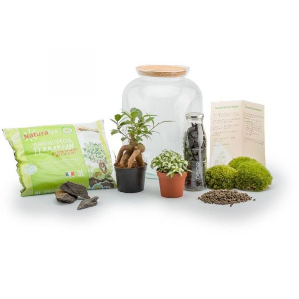 Kit terrarium plantes Bonbonne - NAT-0129