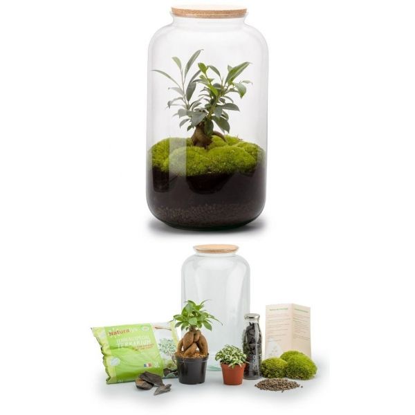 Kit terrarium plantes Bonbonne