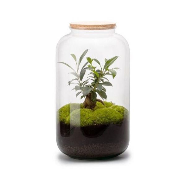Kit terrarium plantes Bonbonne - FLOWERBOX