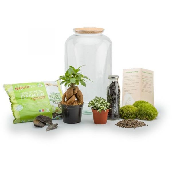 Kit terrarium plantes Bonbonne - NAT-0130