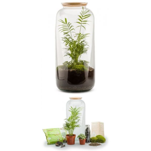 Kit terrarium plantes Bonbonne