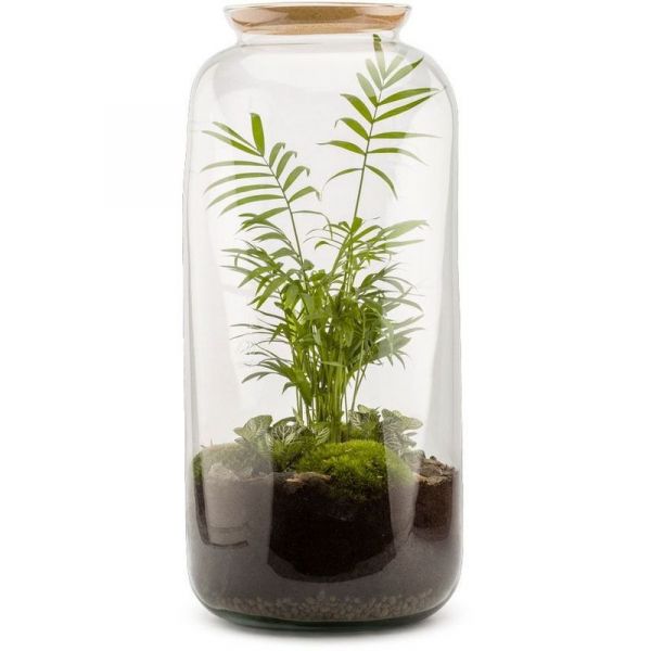 Kit terrarium plantes Bonbonne - FLOWERBOX