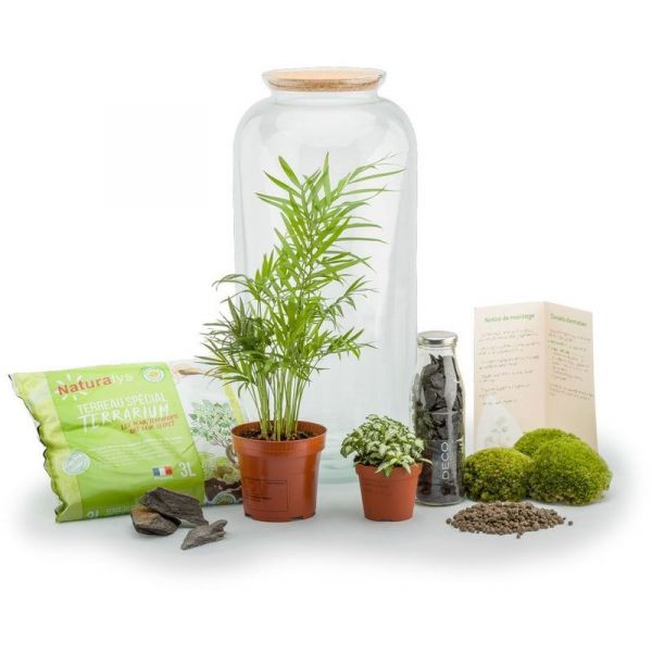 Kit terrarium plantes Bonbonne - NAT-0131