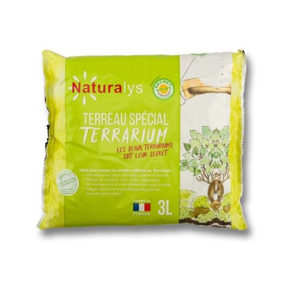 Kit terrarium plantes Bonbonne - 85,90