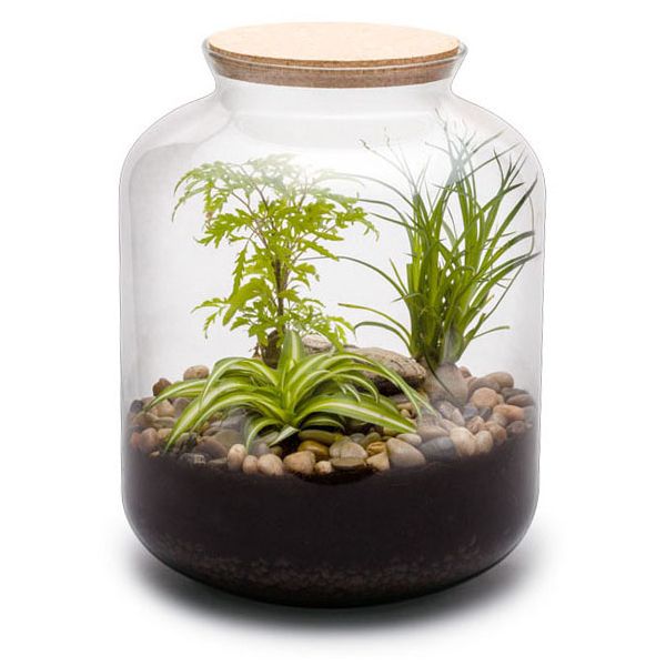 Kit terrarium plantes bonbonne mix (s (24 x 31 cm))