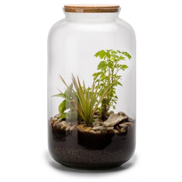 Kit terrarium plantes bonbonne mix (m (23 x 41 cm))