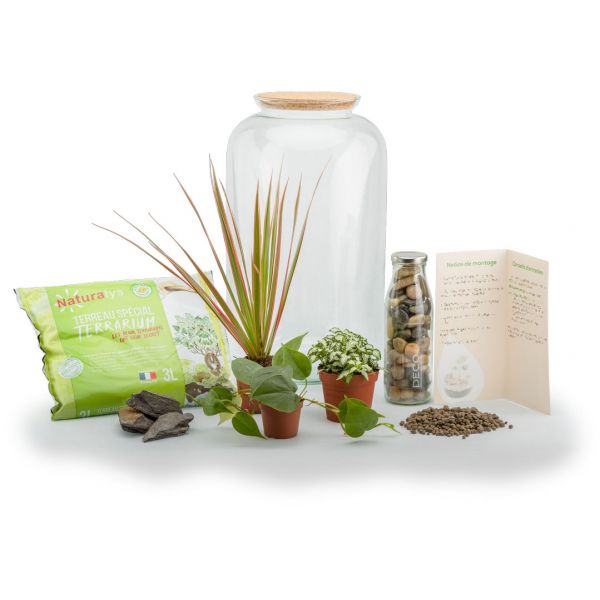 Kit terrarium plantes Bonbonne mix - NAT-0123