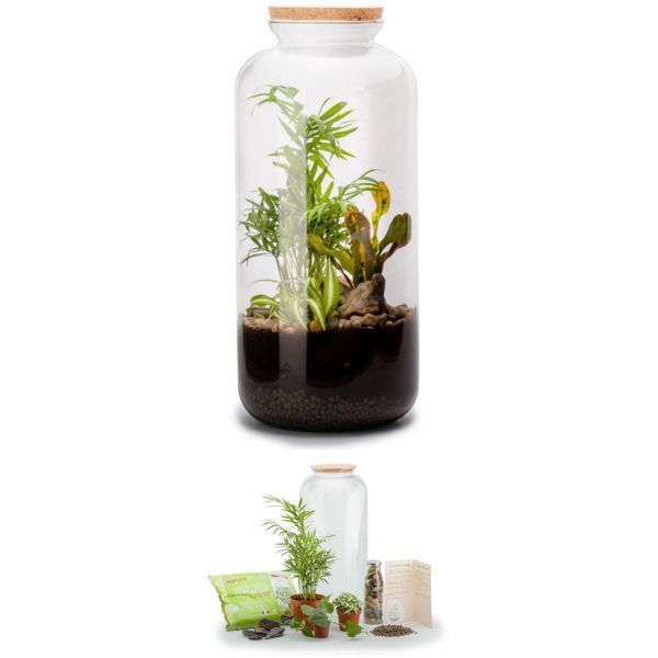 Kit terrarium plantes bonbonne mix (l (23 x 51 cm))