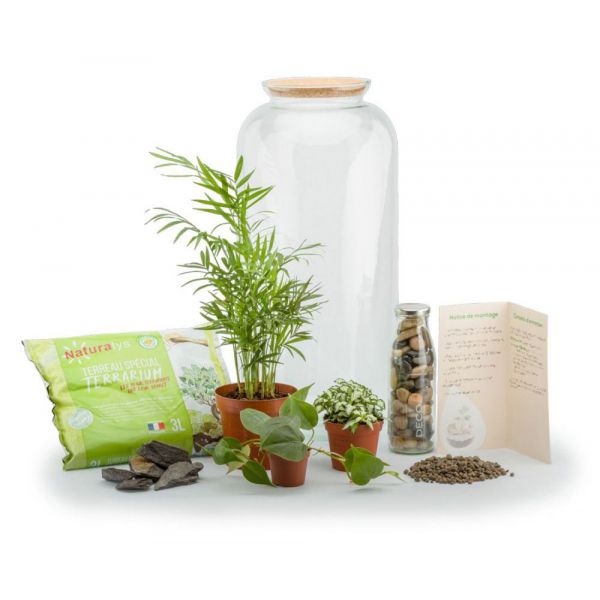 Kit terrarium plantes Bonbonne mix - NAT-0124