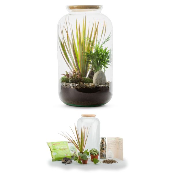 Kit terrarium plantes Bonbonne mix
