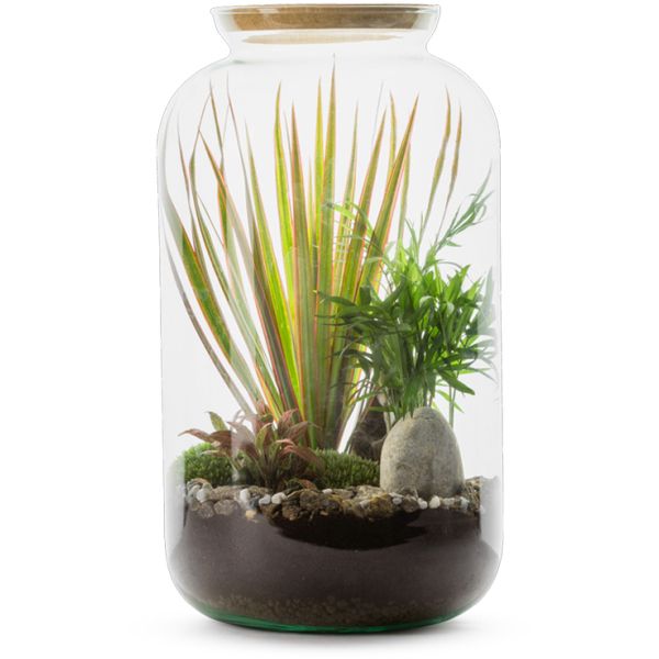 Kit terrarium plantes Bonbonne mix - FLOWERBOX