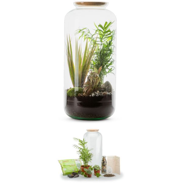 Kit terrarium plantes Bonbonne mix