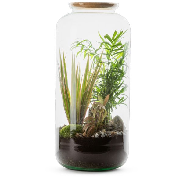 Kit terrarium plantes Bonbonne mix - FLOWERBOX