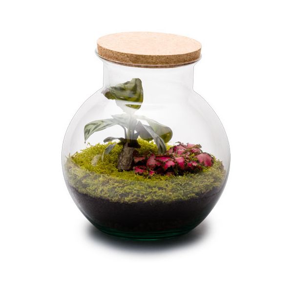 Kit terrarium plantes Havana - FLOWERBOX