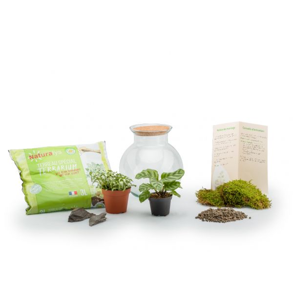 Kit terrarium plantes Havana - NAT-0125
