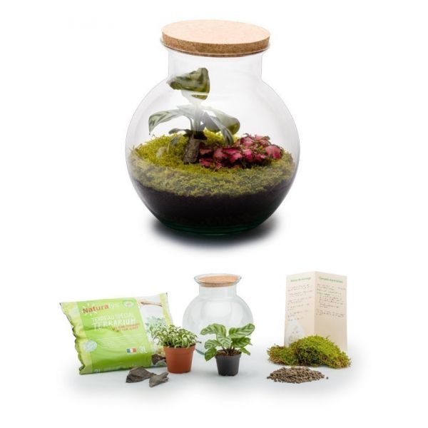 Kit terrarium plantes Havana
